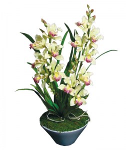 cymbidium-1-1