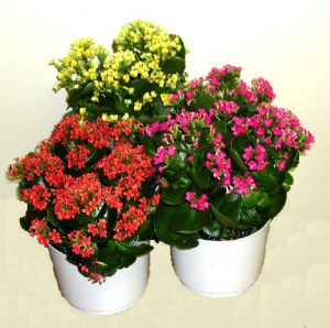 kalanchoe-1-1