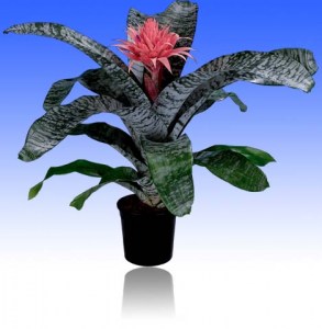 Aechmea-1-1