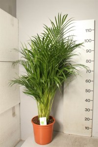 Dypsis_Lutescens_120_69-1-1