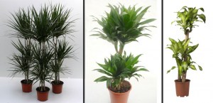 dracena-1-1