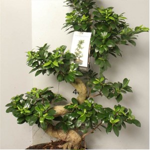 ficus-1