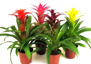 guzmania-1-1